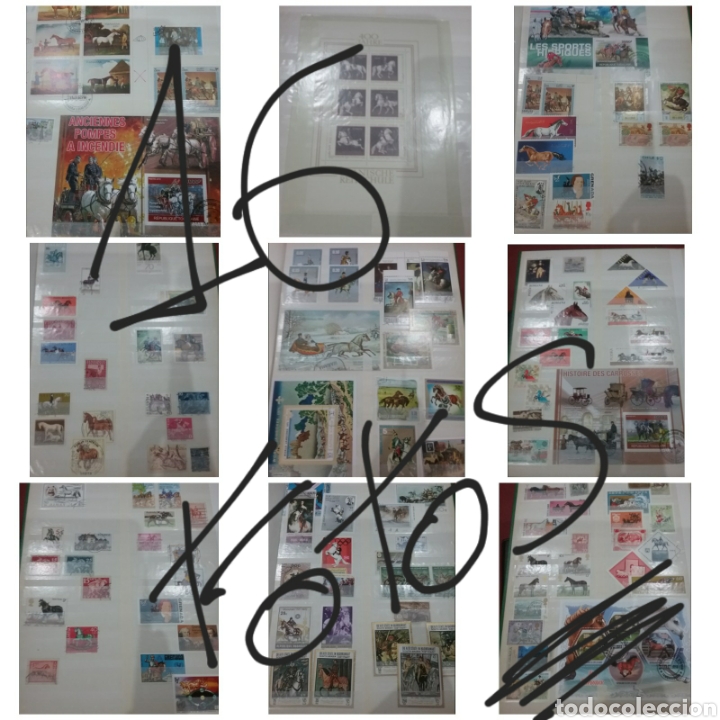 Selos: Clasificador Coleccion Sellos Hojas Bloque matasellados Tematica Caballos/equinos/mamiferos/yegua/