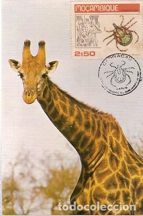 Briefmarken: Mozambique & Maxi,Giraffa camelopardalis, Massingir 1983 (6167)