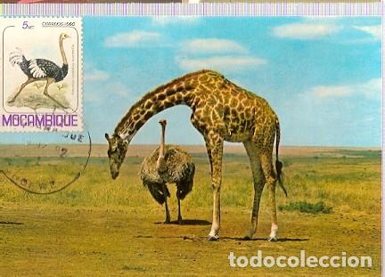 Briefmarken: Mozambique & Maxi, Jirafa y Avestruz, 1982 (354)