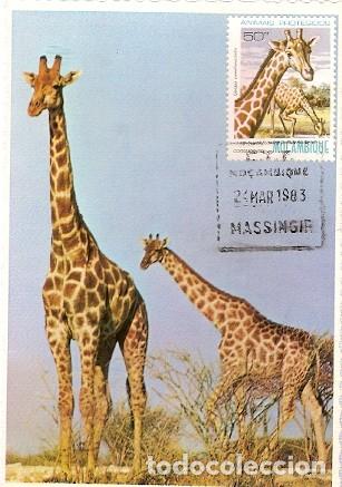 Briefmarken: Mozambique & Maxi, Jirafa, camelopardalis, Massingir 1983 (6790)
