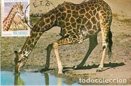 Briefmarken: Mozambique & Maxi, Animales Protegidos, Jirafa 1981 (83