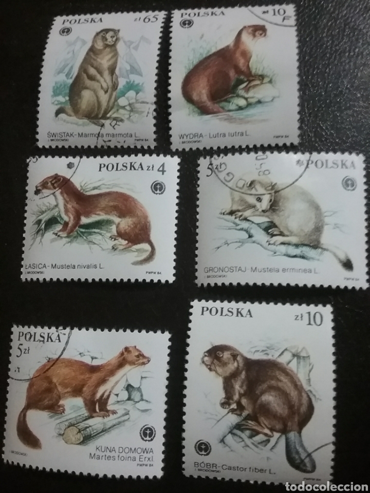 Briefmarken: Sello Polonia (Polska) mtdo/+/- s. bisagra/1984/Marmota/Castor/Hur&oacute;n/Naturaleza/Animales/fauna/piele