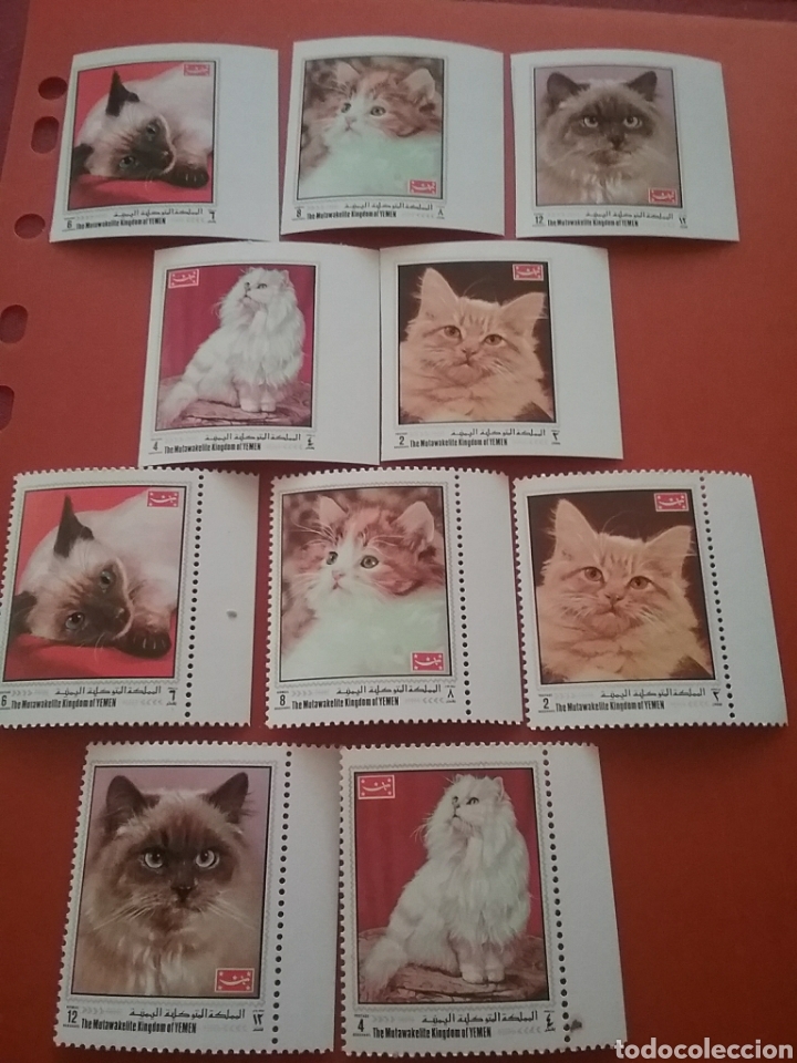 Briefmarken: Sello Yemen, Reino nuevo/1970/gatos/animales/domesticos/felinos/fauna/mamifero/persa/naturaleza/