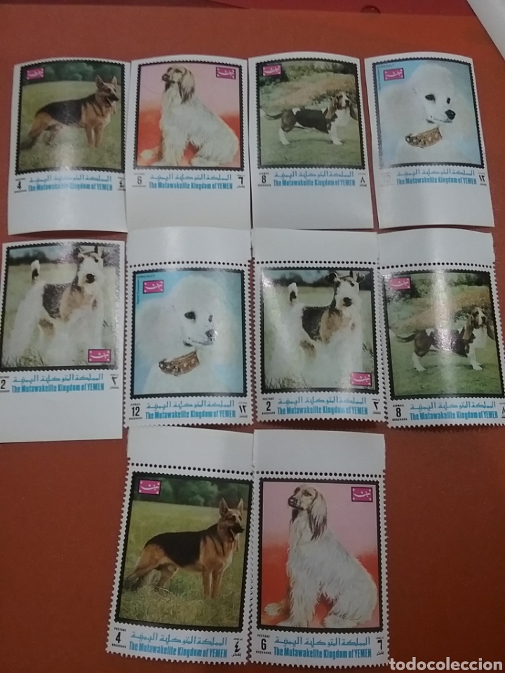 Briefmarken: Sello Yemen, Reino nuevo(sin y dentado)/1970/perros/mamiferos/caniche/animales/domesticos/fauna/can/