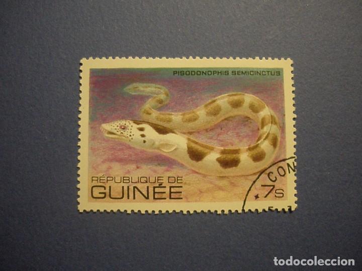 Timbres: GUINEE - PECES - ANGUILA - Pisodonophis semicinctus.