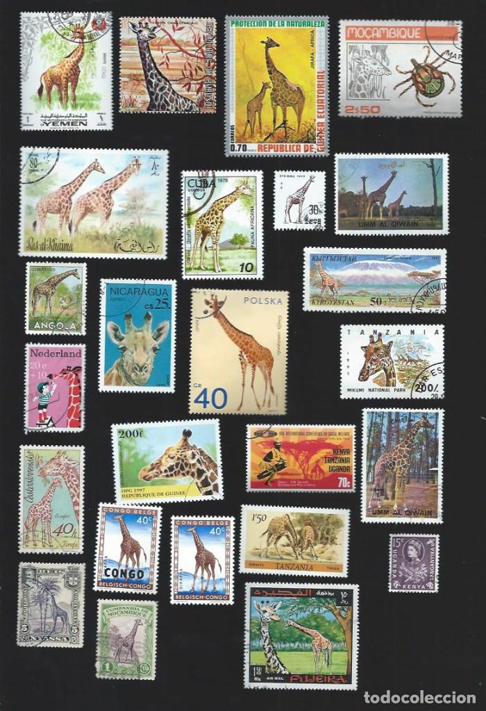Sellos: 25 SELLOS. TEM&Aacute;TICA JIRAFAS. DISTINTOS PAISES.