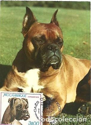 Sellos: Mozambique & Maxi, Perros Dom&eacute;sticos, Boxer 1979 (8768)