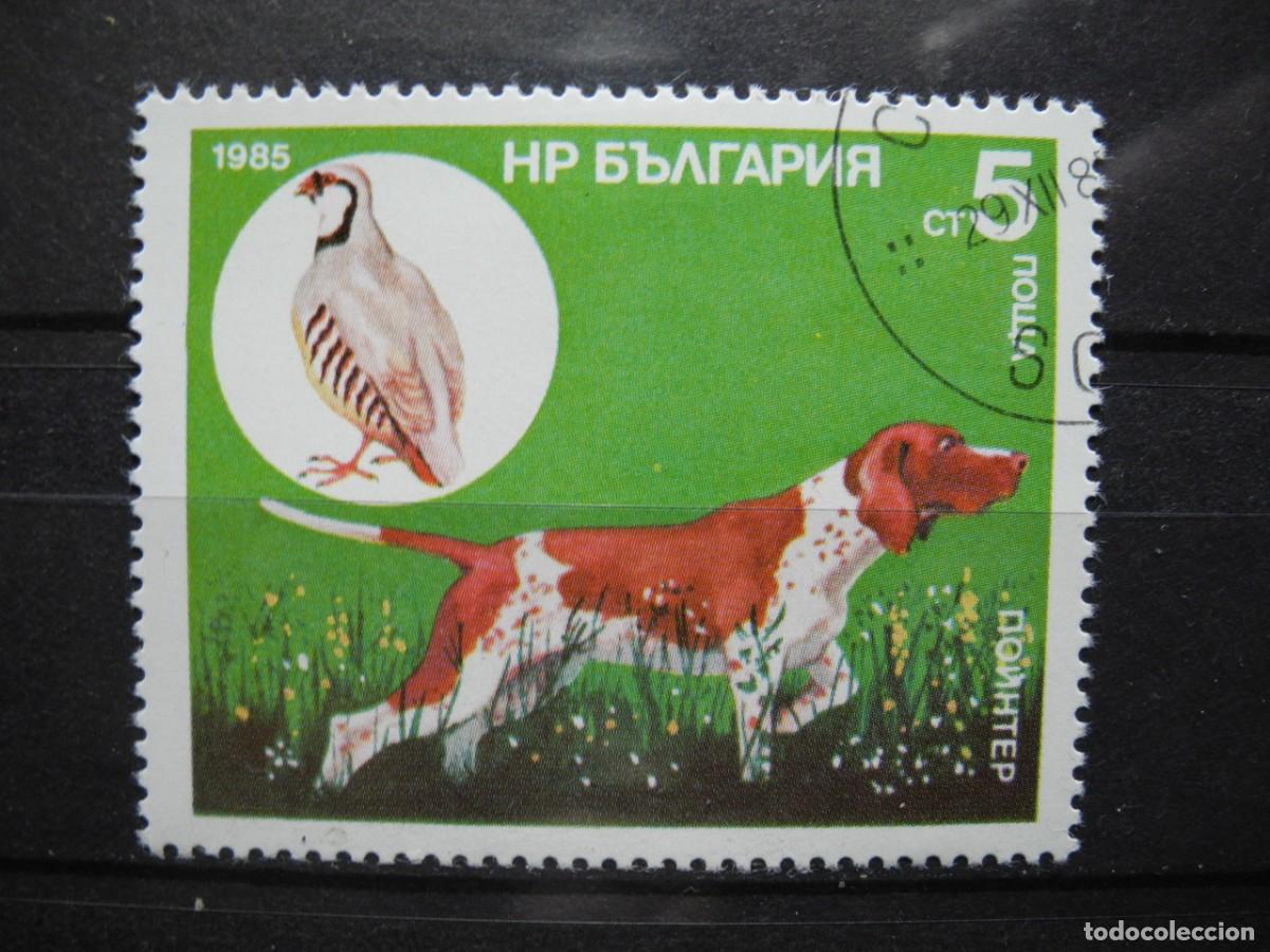 Sellos: Bulgaria 1985. Yvert: 2975. Pointer. Perro - Foto 1