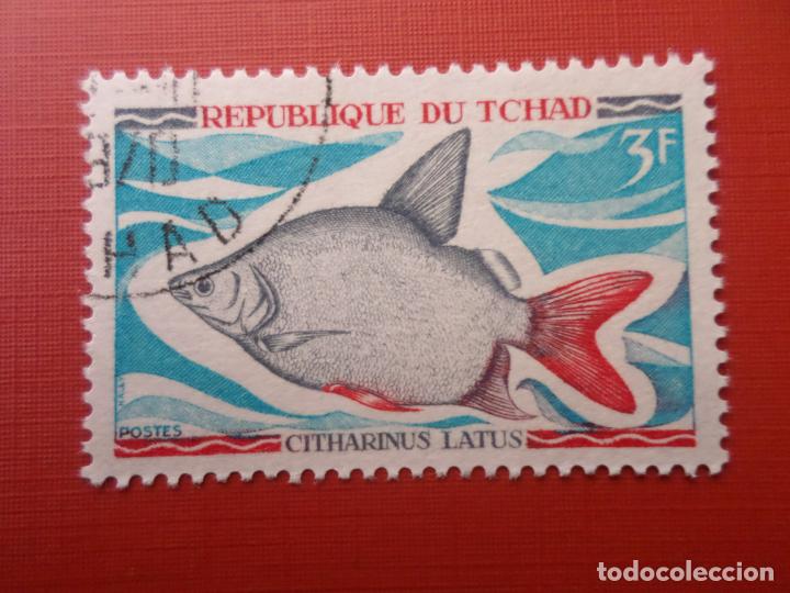 Sellos: tchad, 1969, litharinus latus, Yvert 217 - Foto 1