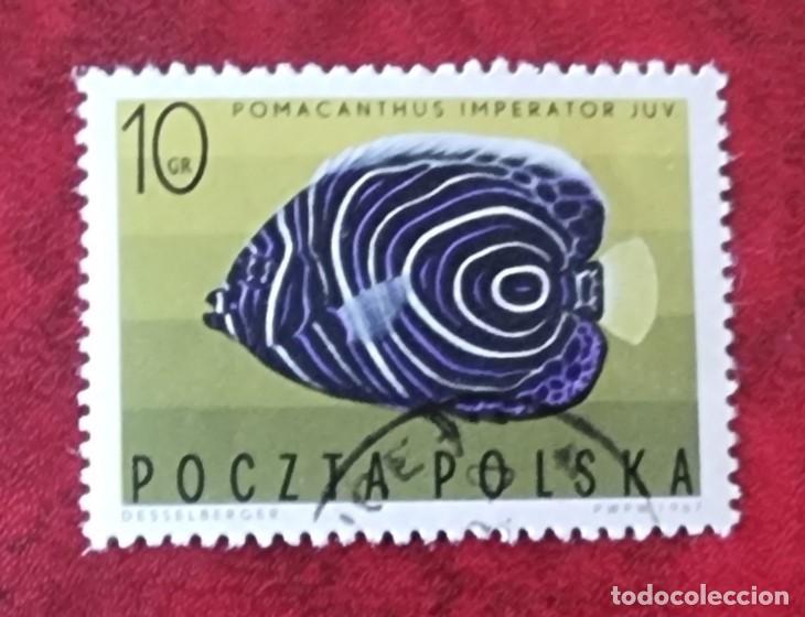 Sellos: SELLO USADO POLONIA PECES - Foto 1