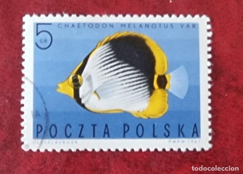 Sellos: SELLO USADO POLONIA PECES - Foto 1