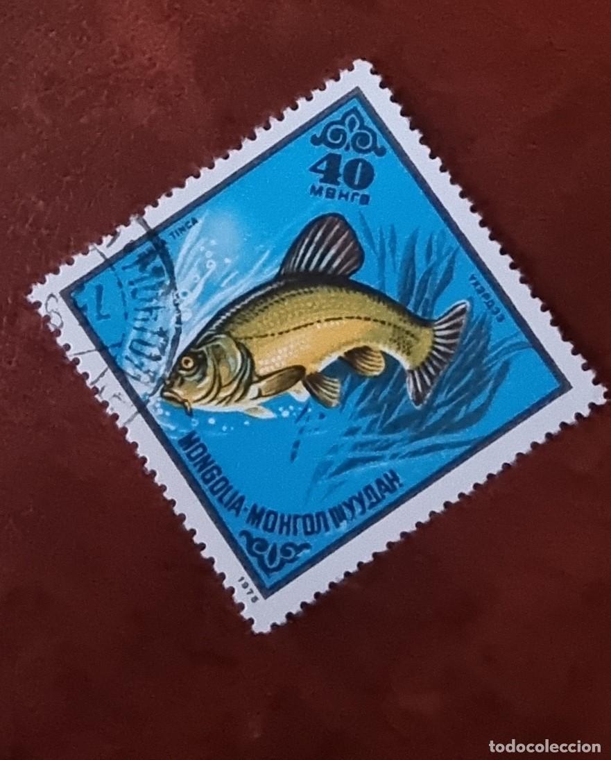 Sellos: SELLO USADO MONGOLIA 1975 . PECES - Foto 1