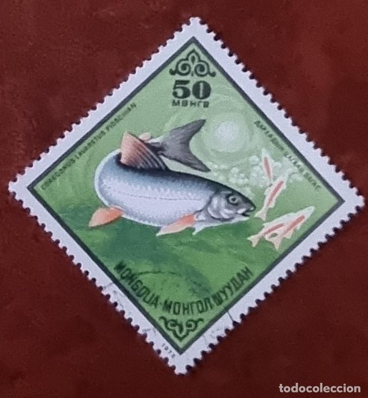 Sellos: SELLO USADO MONGOLIA 1975 . PECES - Foto 1