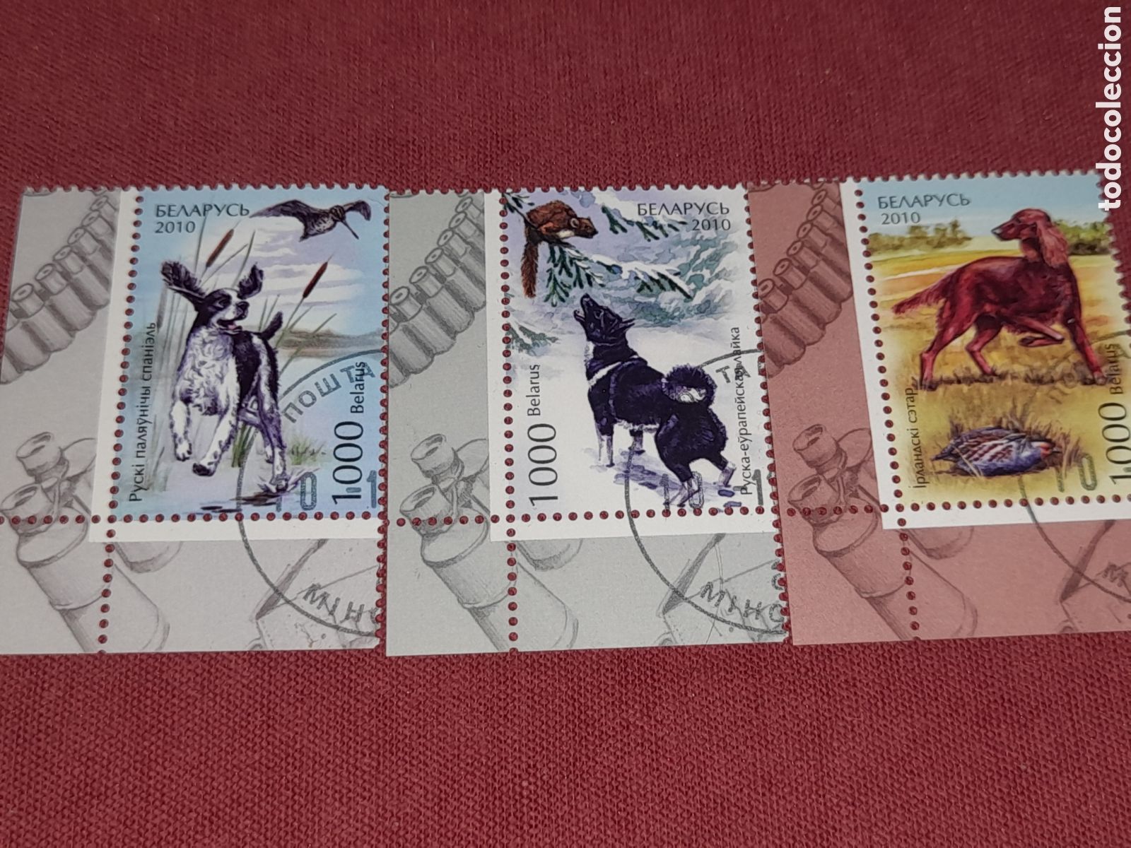 Sellos: Sello Bielorrusia mtdo 2011. Perros caza. Animales dom&eacute;sticos. Mam&iacute;feros. Mascotas. Podenco. Fauna
