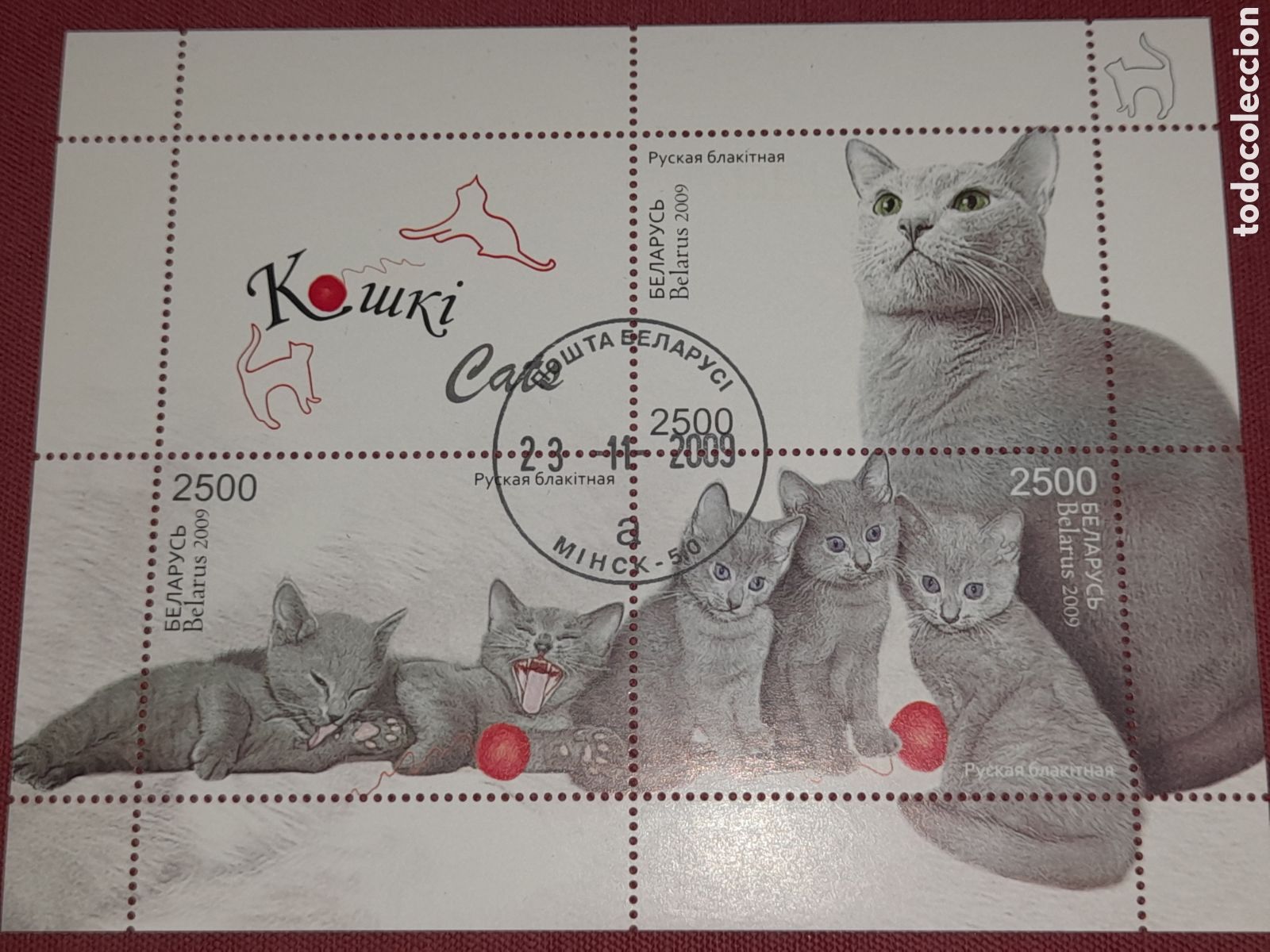 Sellos: Sello Bielorrusia mtdo 2009. Gatomazul,rusa. Animales domestico. Felino. Mam&iacute;fero. Fauna.