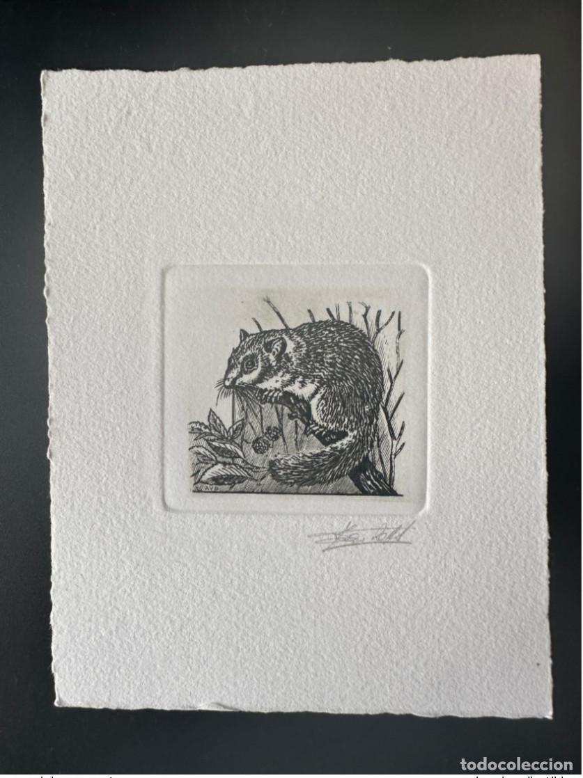 Sellos: B&eacute;lgica 1992 COB 2480 Prueba art&iacute;stica FDC Siebenschl&auml;fer Loir Log fauna