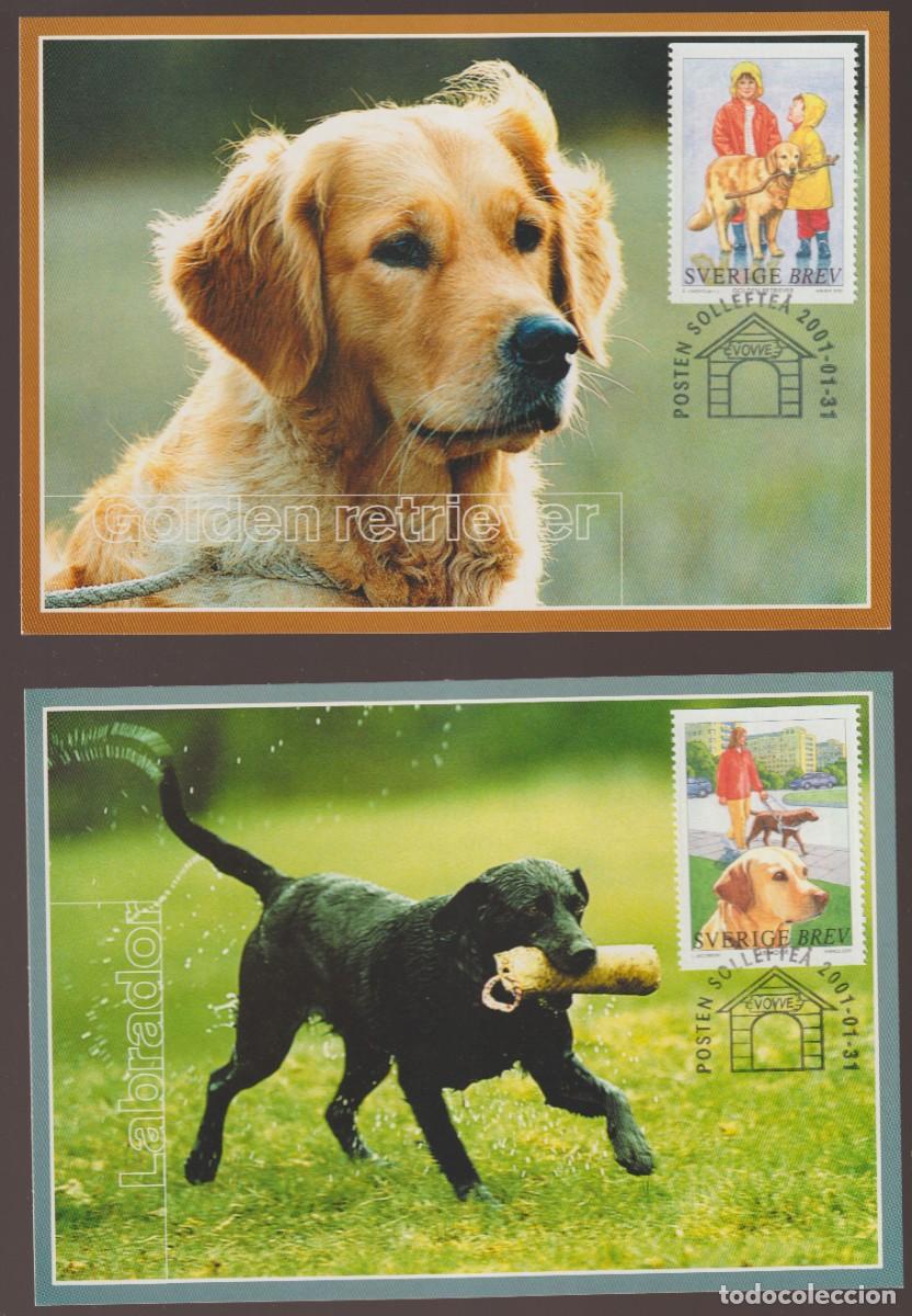 Sellos: Suede Sweden 2001 - Chiens carte maximum set - Foto 1