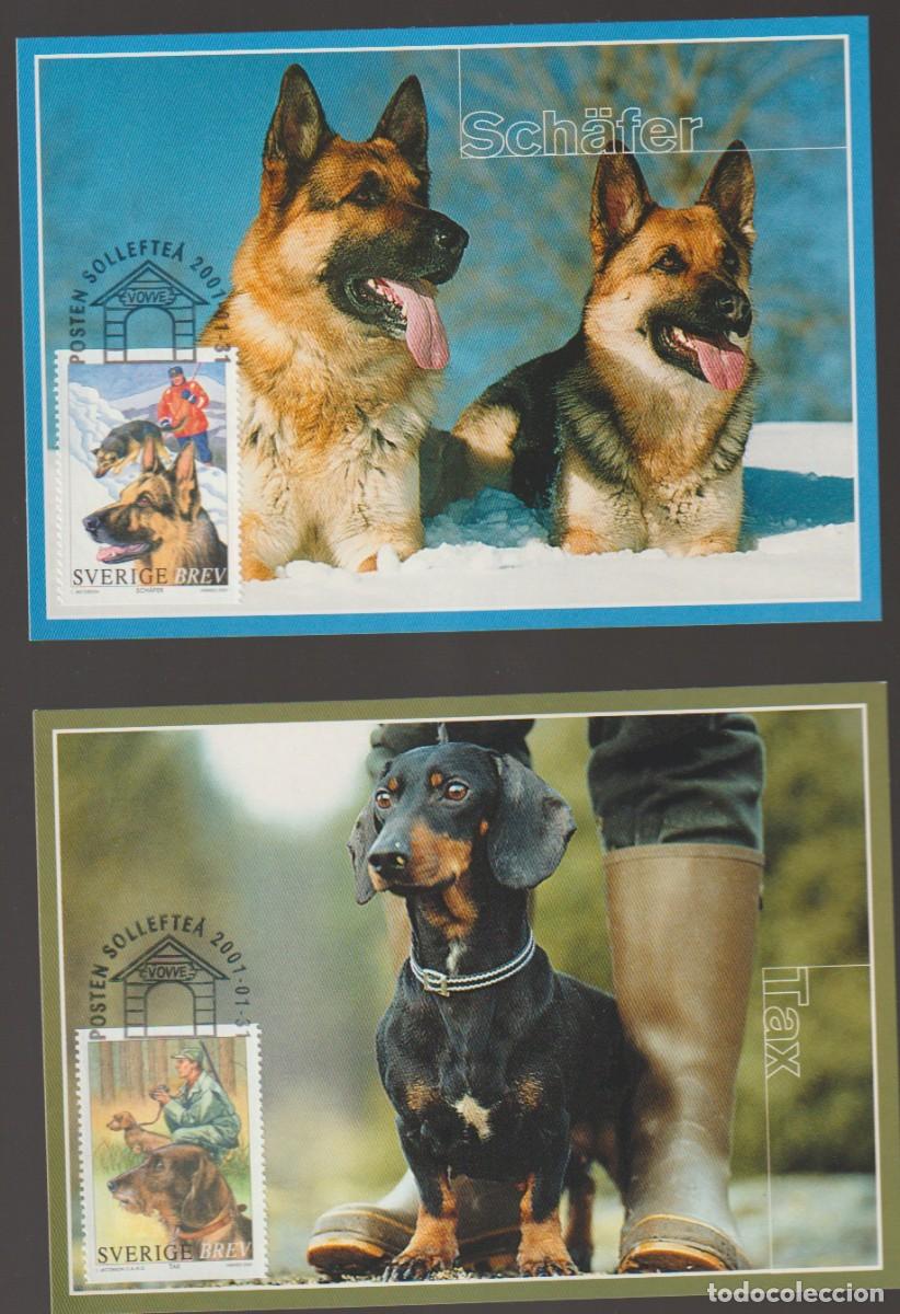 Sellos: Suede Sweden 2001 - Chiens carte maximum set - Foto 2