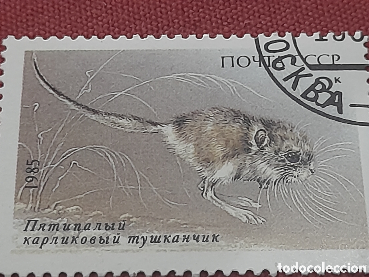 Sellos: Sello (1/5v) Rusia (URSS.CCCP) mtdo 1985. Fauna protegida. Animales salvajes. Jerbo pigneo 5 dedos.