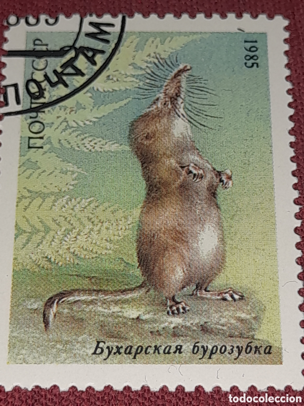 Sellos: Sello (1/5v) Rusia (URSS.CCCP) mtdo 1985. Fauna protegida. Animales salvajes. Musara&ntilde;a Pamir