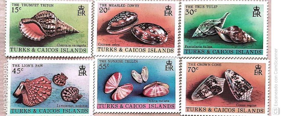 Sellos: Islas Turcas y Caicos. 488/93 Fauna marina: Conchas. 1980. Sellos nuevos y numeraci&oacute;n Yvert.