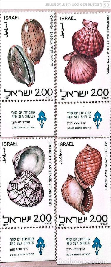 Sellos: Israel. 668/71 Fauna marina: Conchas del Mar Rojo. 1977. Sellos nuevos y numeraci&oacute;n Yvert.