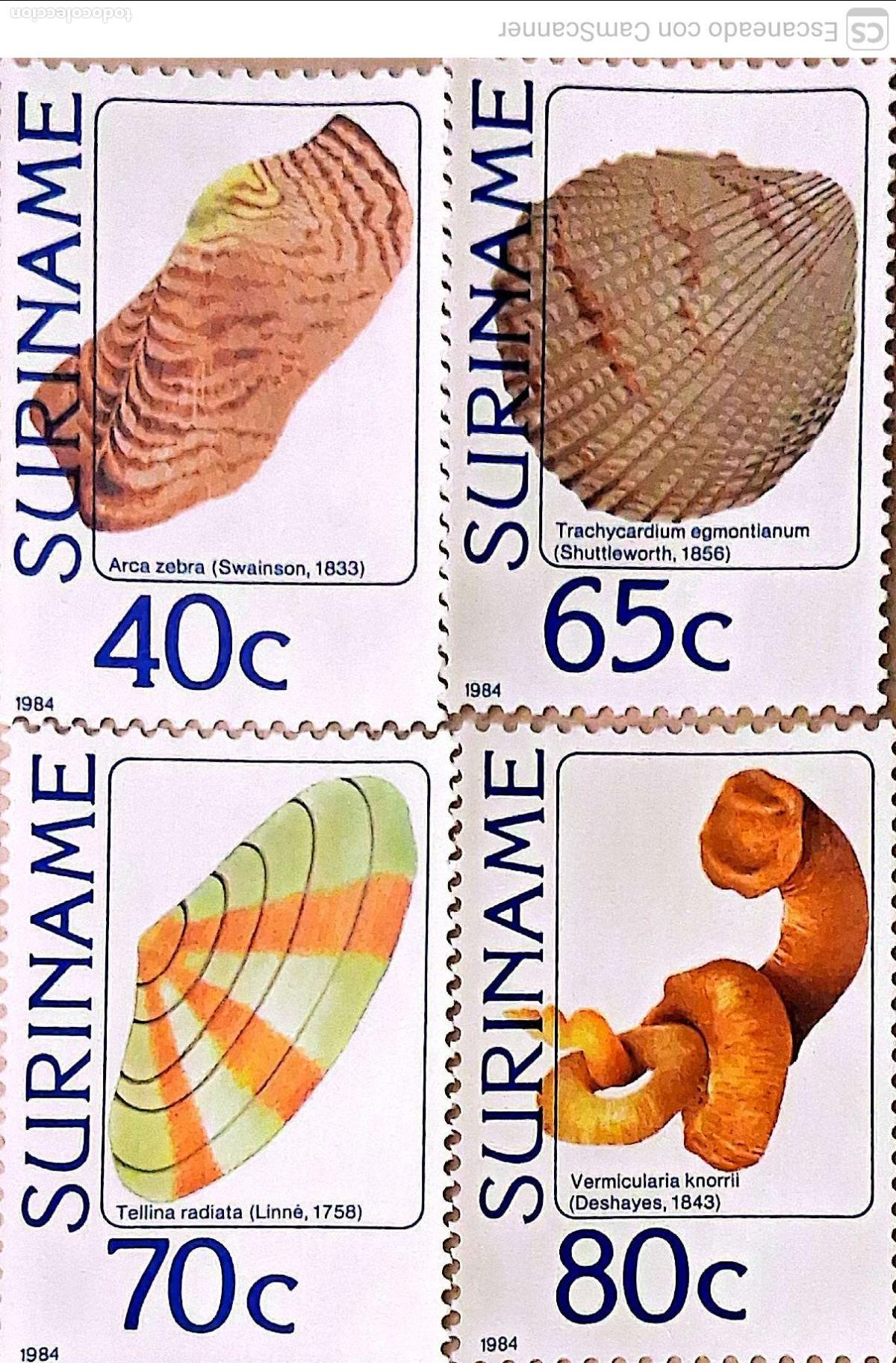 Sellos: Suriname. 940/43 Fauna marina: Conchas. 1984. Sellos nuevos y numeraci&oacute;n Yvert.
