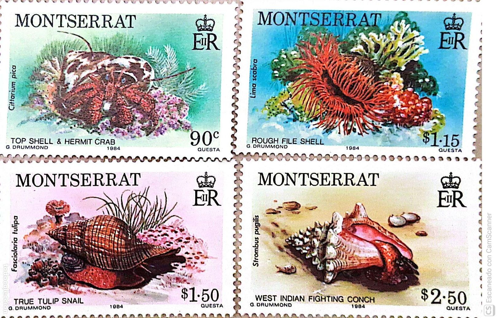 Sellos: Montserrat. 554/57 Fauna: Vida marina. 1984. Sellos nuevos y numeraci&oacute;n Yvert.