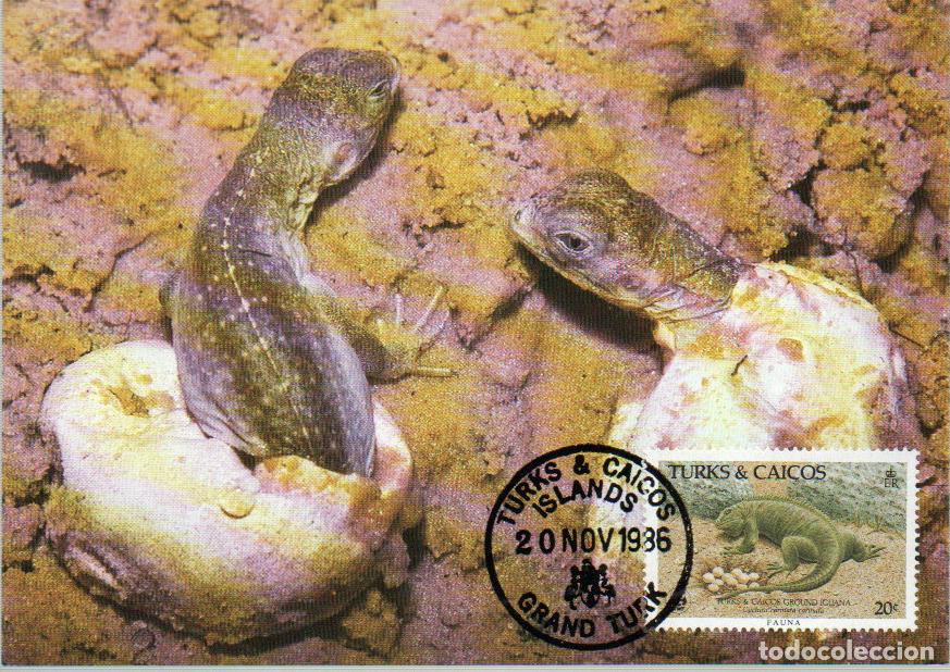 Sellos: Islas Turcas y Caicos Ivert n&ordm; 760, Iguanas saliendo del huevo (naciendo) tarjeta m&aacute;xima 20-11-1986