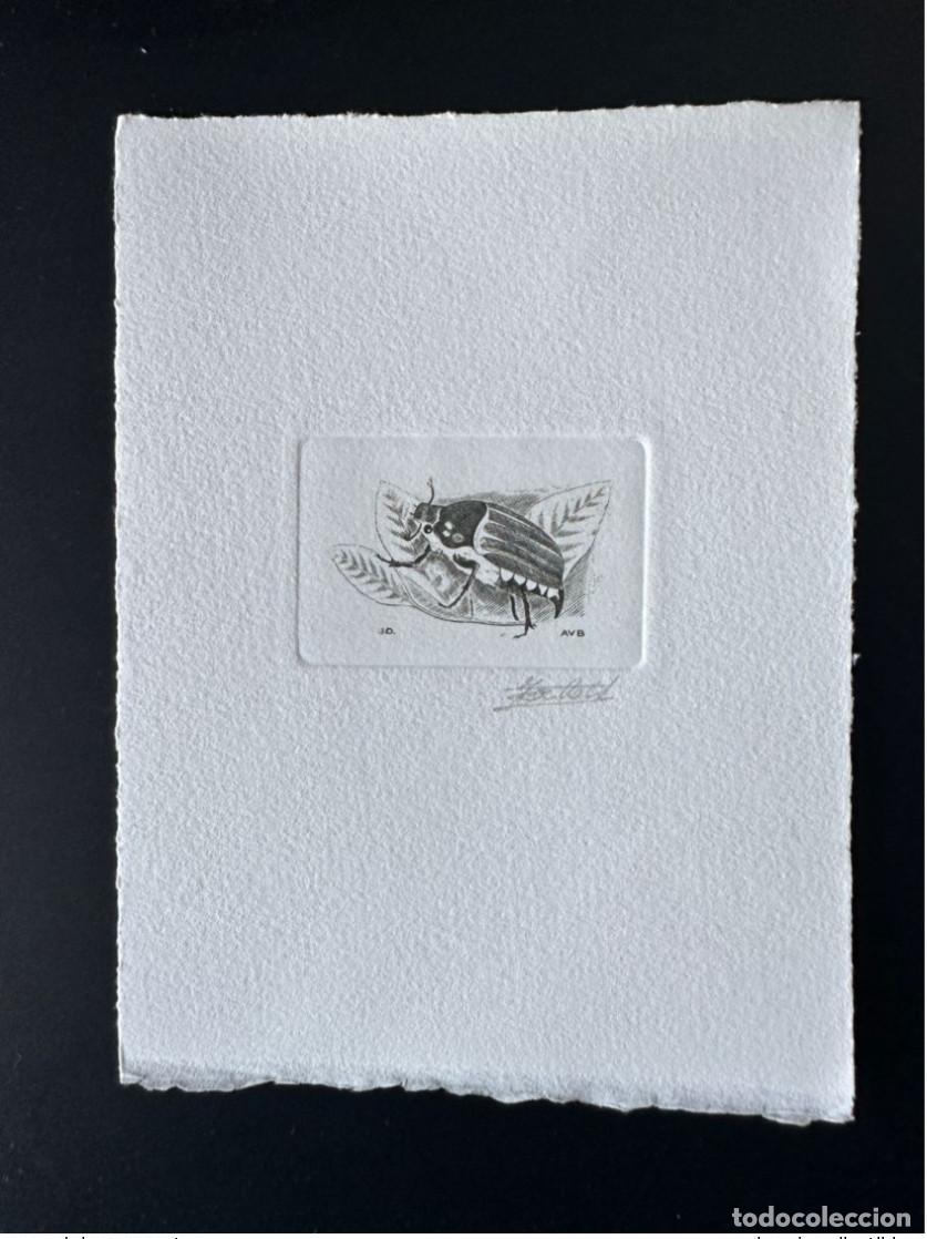 Sellos: B&eacute;lgica 1996 COB 2633 a prueba de artista: insecto chafer negro