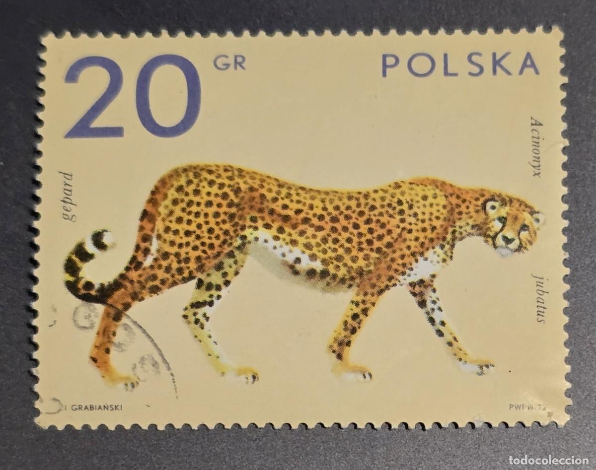 Sellos: SELLO POLONIA 1972 FAUNA guepardo