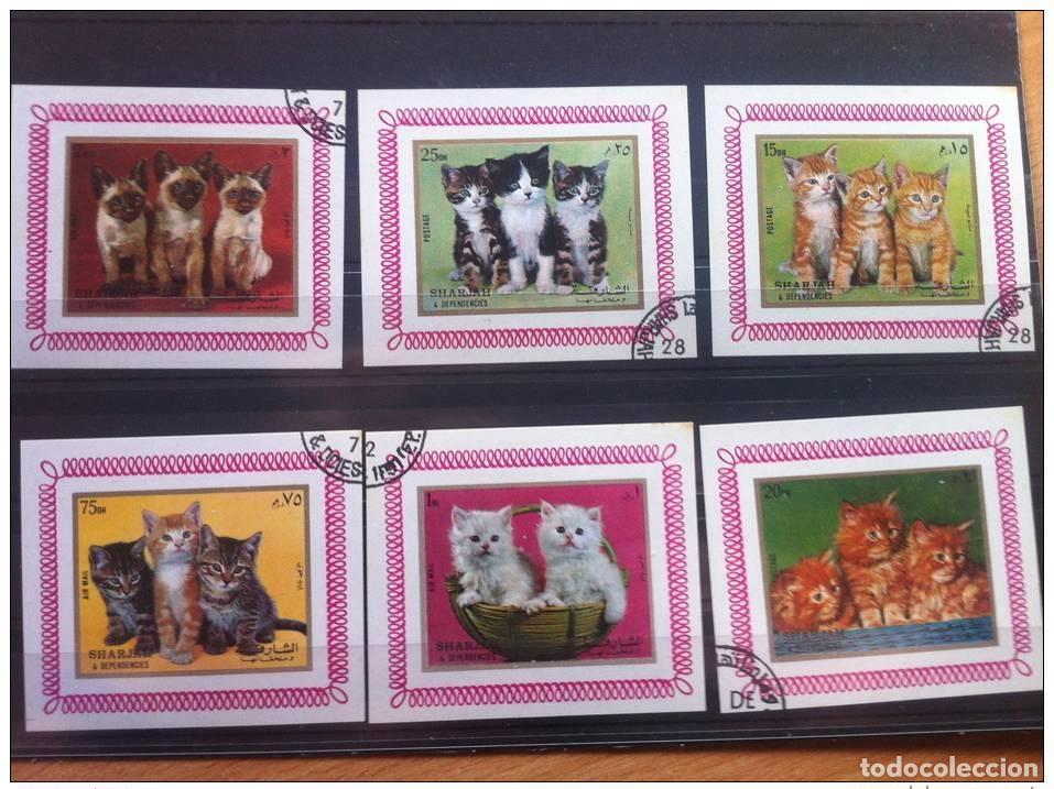 Sellos: Serie SHARJAH 6 hojas CHATS CHAT CAT CATS KATZEN usadas