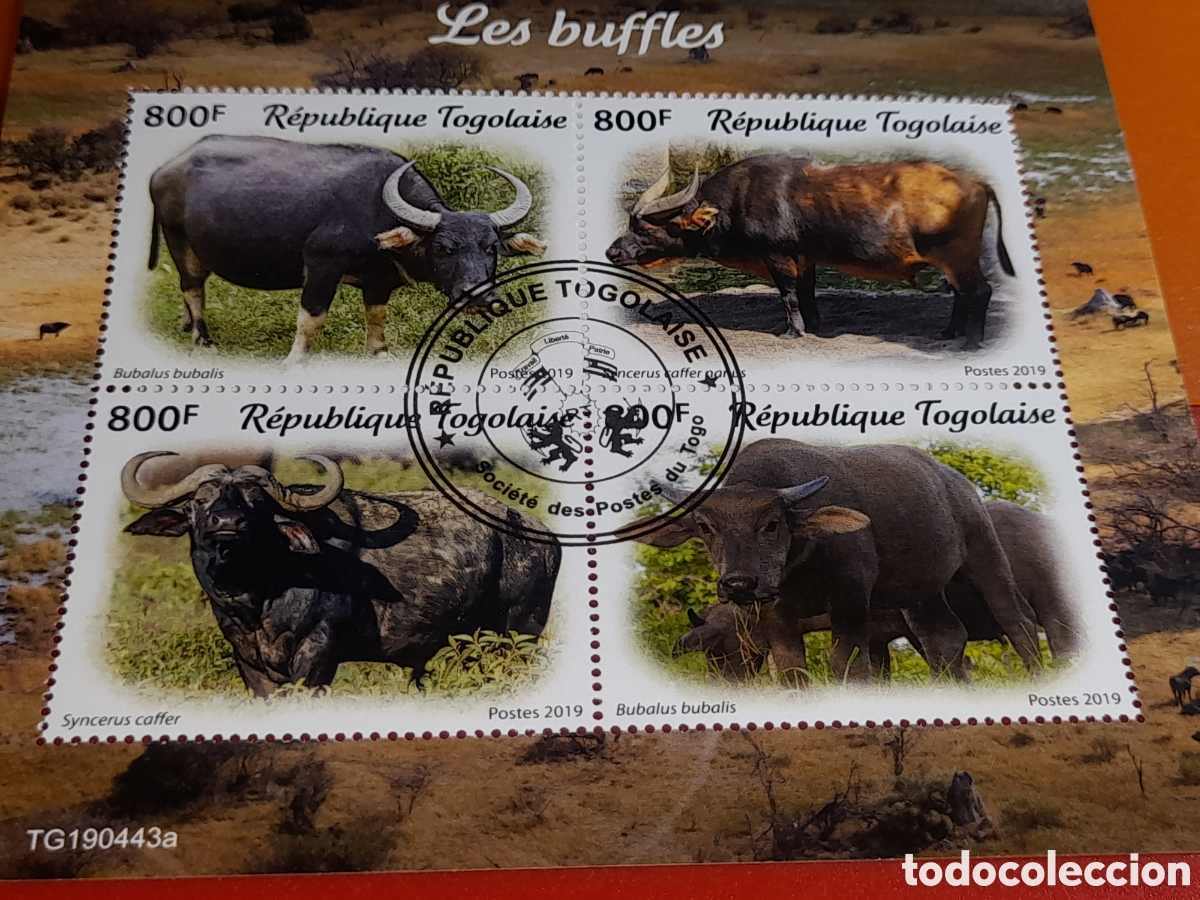 Sellos: HB Togo mtdo 2019. Animales salvajes. Bufalo. Mamifero. Ganado. Herbivoro. Toro. Fauna.