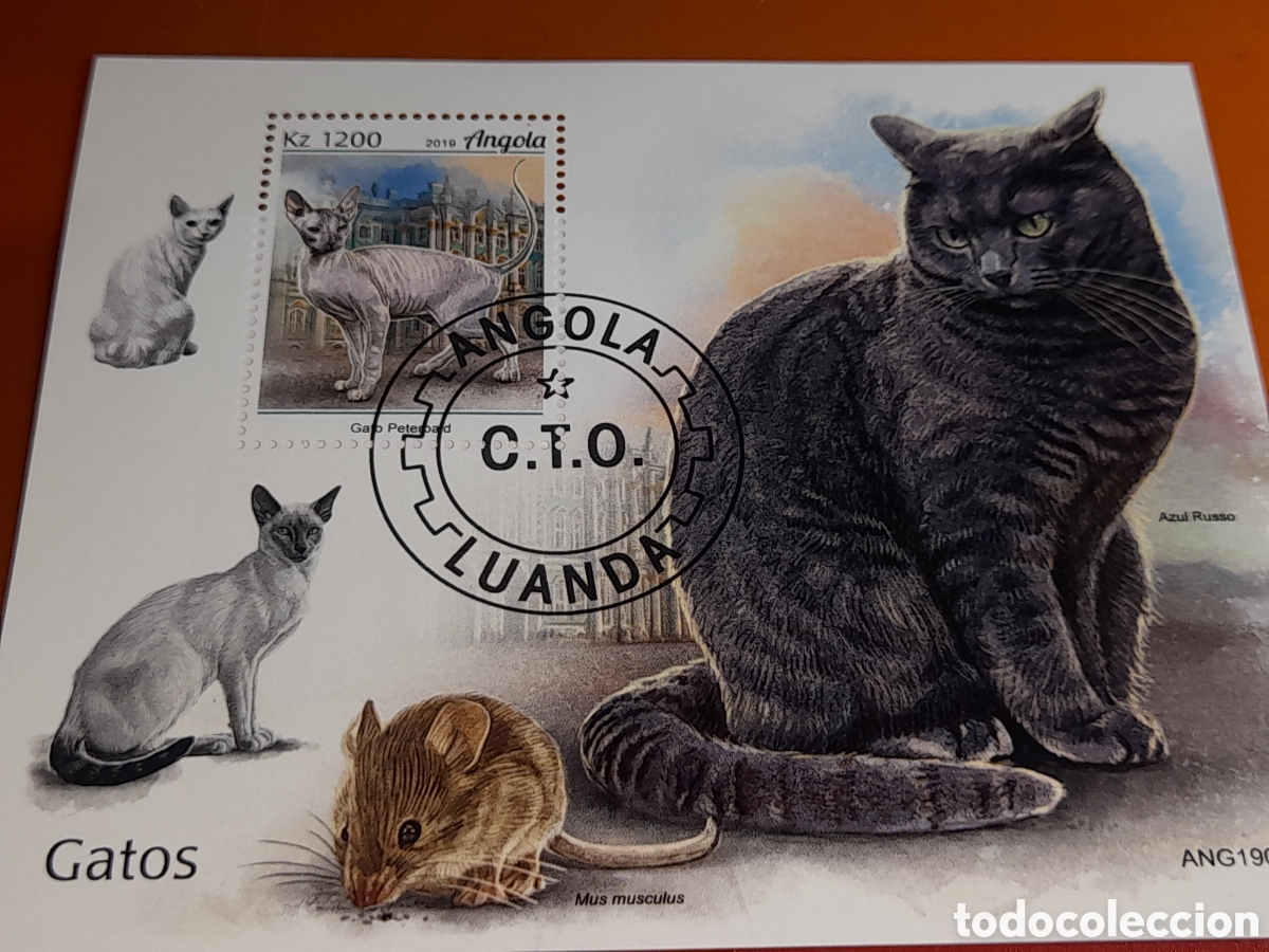 Sellos: HB Angola mtdo 2019. Animales dom&eacute;sticos. Fauna. Gatos. Mam&iacute;feros. Felinos.