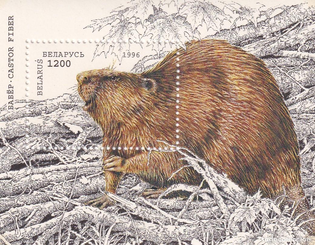 Sellos: HB Bielorrusia (Беларусь) 1996 - Fauna Animales Castores Roedores - Castor Europeo (Castor fiber)