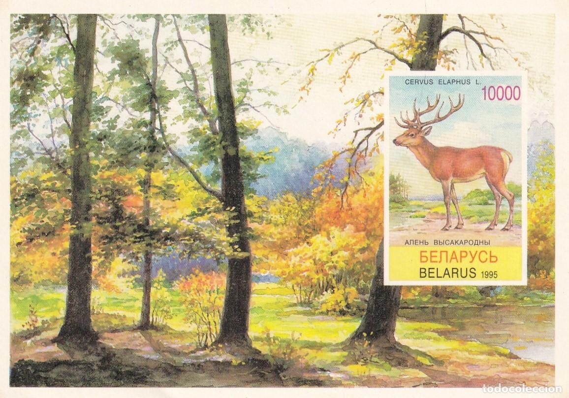 Sellos: HB sin dentar Bielorrusia (Беларусь) 1995 - Fauna - Ciervo Com&uacute;n o Ciervo Rojo (Cervus elaphus)