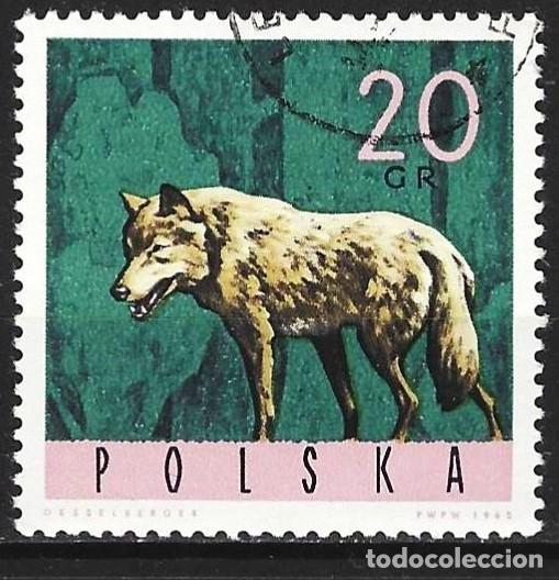 Sellos: Polonia 1965 - Mi 1635 - YT 1483 - Fauna : Lobo