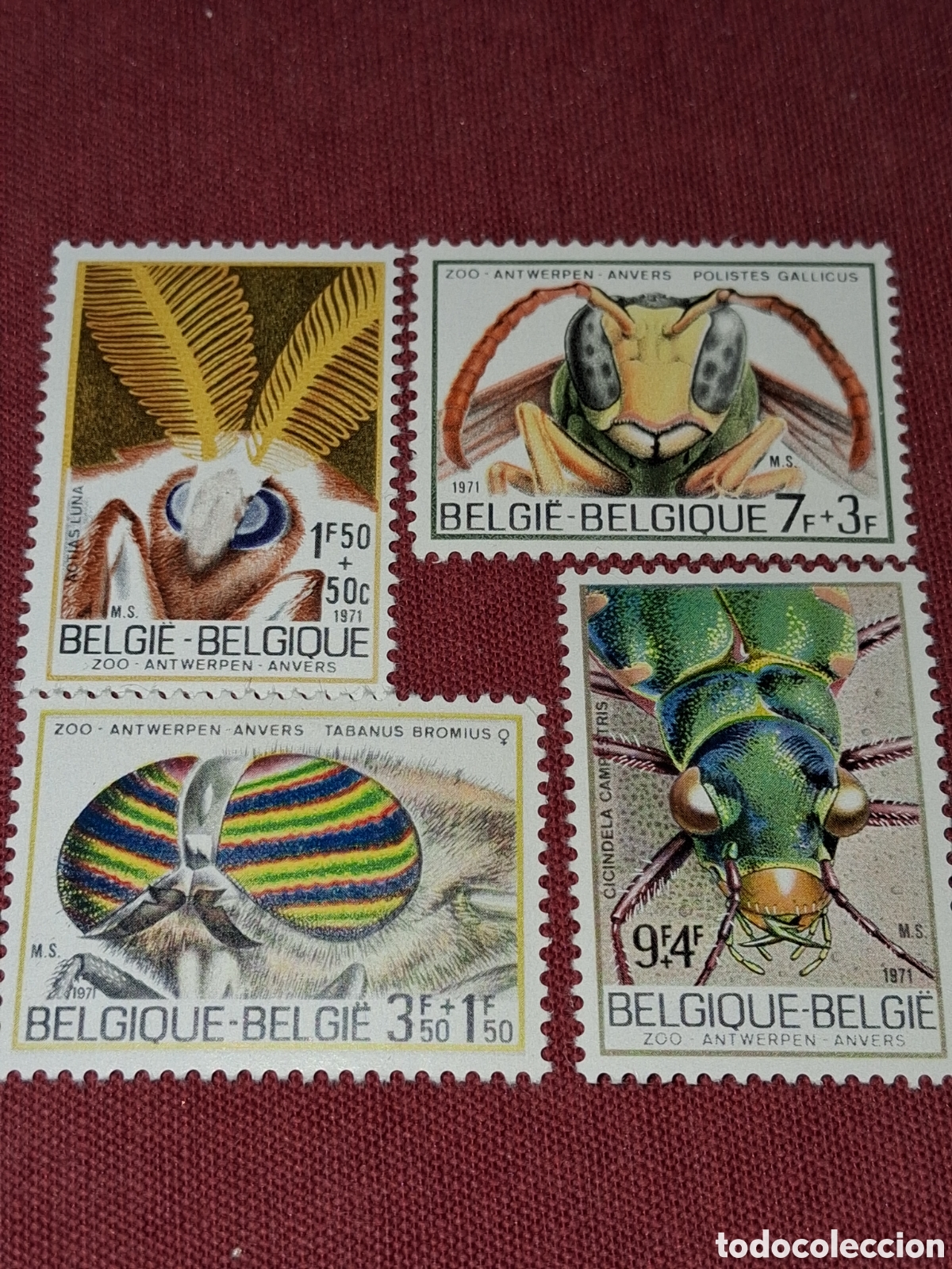 Sellos: Sello B&eacute;lgica nuevo 1971. Insectos del zoo Amberes. Animales. Tabano. Polilla. Abeja. Avispa. Fauna