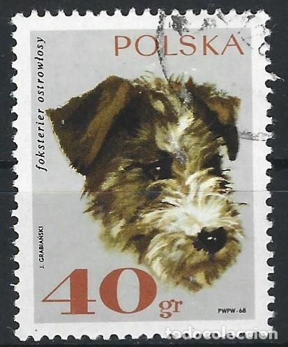 Sellos: POLONIA - 1968 - 40 GROSZY - PERRO FOXTERRIER - CON GOMA DETR&Aacute;S Y SELLADO