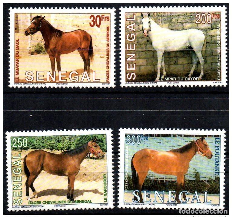 Sellos: Senegal 2002 Horses Pferde 4 val. MNH de &laquo;razas caballos senegalesas&raquo; raras