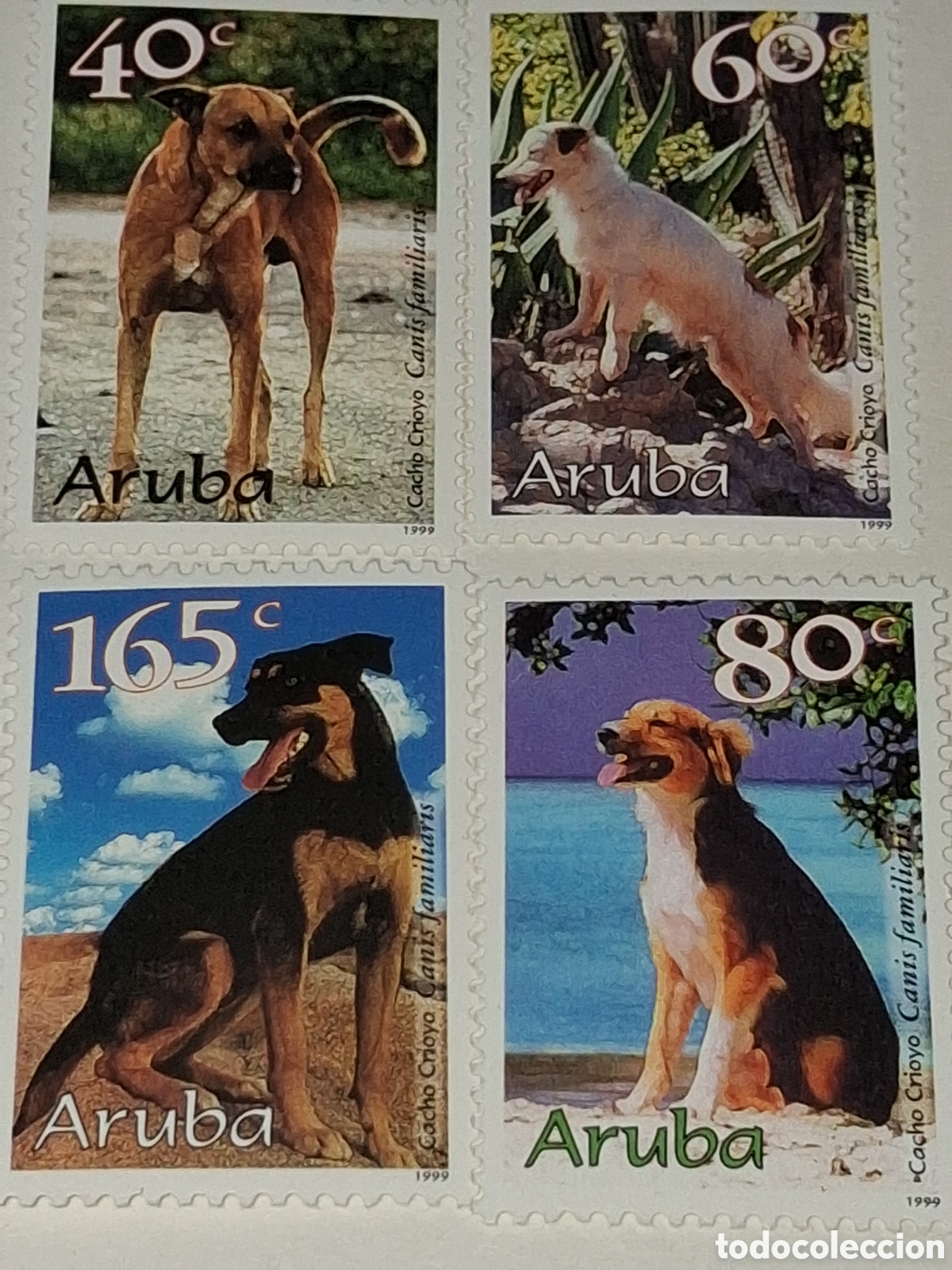 Sellos: Sello Aruba nuevo 1999. Perros creoles. Animales dom&eacute;sticos. Mam&iacute;feros. Fauna.