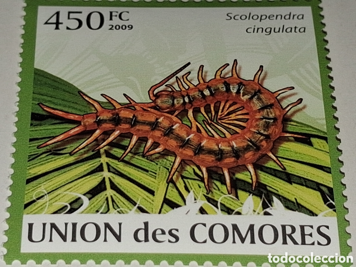 Sellos: Sello Comoras nuevo 2009. Eacolopendra. Animales venenoso. Fauna. Insecto. Gusano.