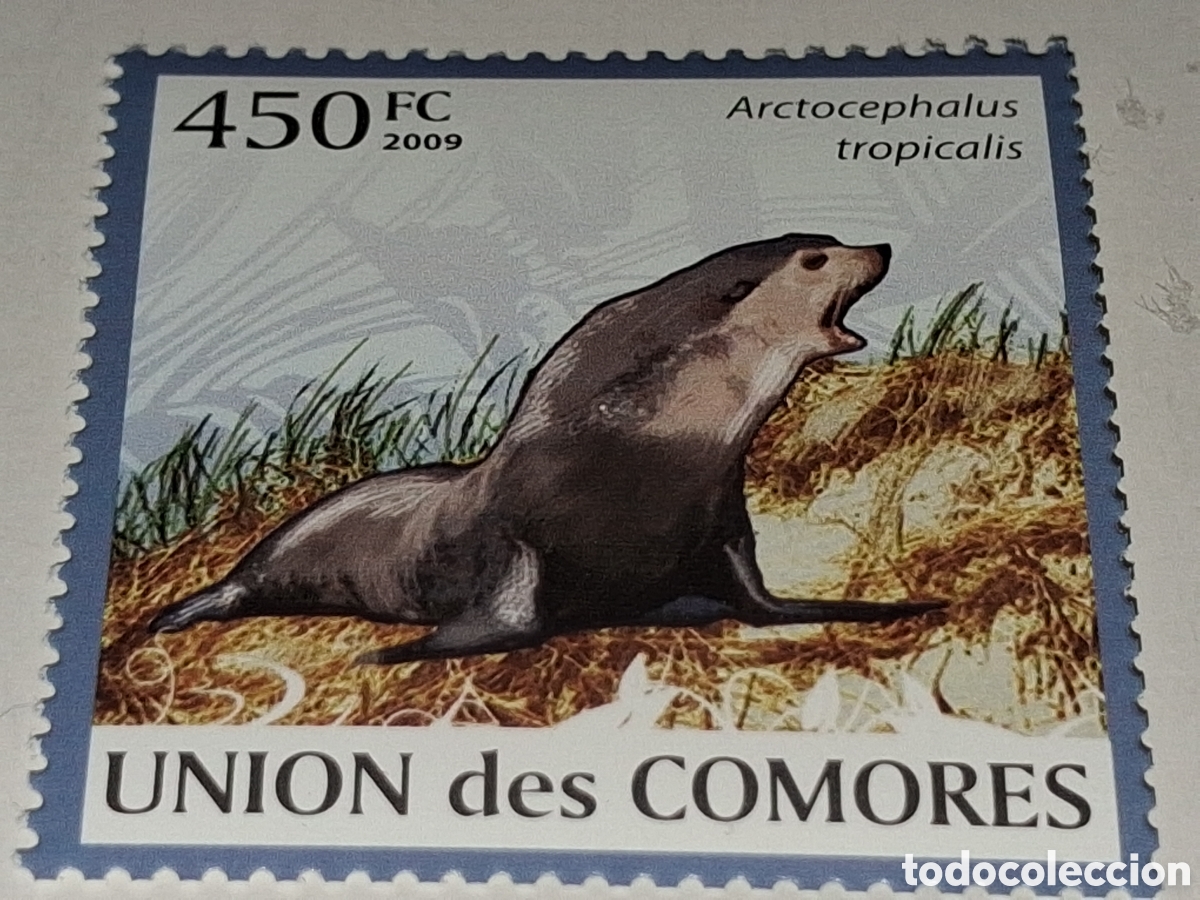 Sellos: Sello Comoras nuevo 2009. Foca pelerera subantartica. Animales, fauna marinos. Mam&iacute;feros. Morsa.