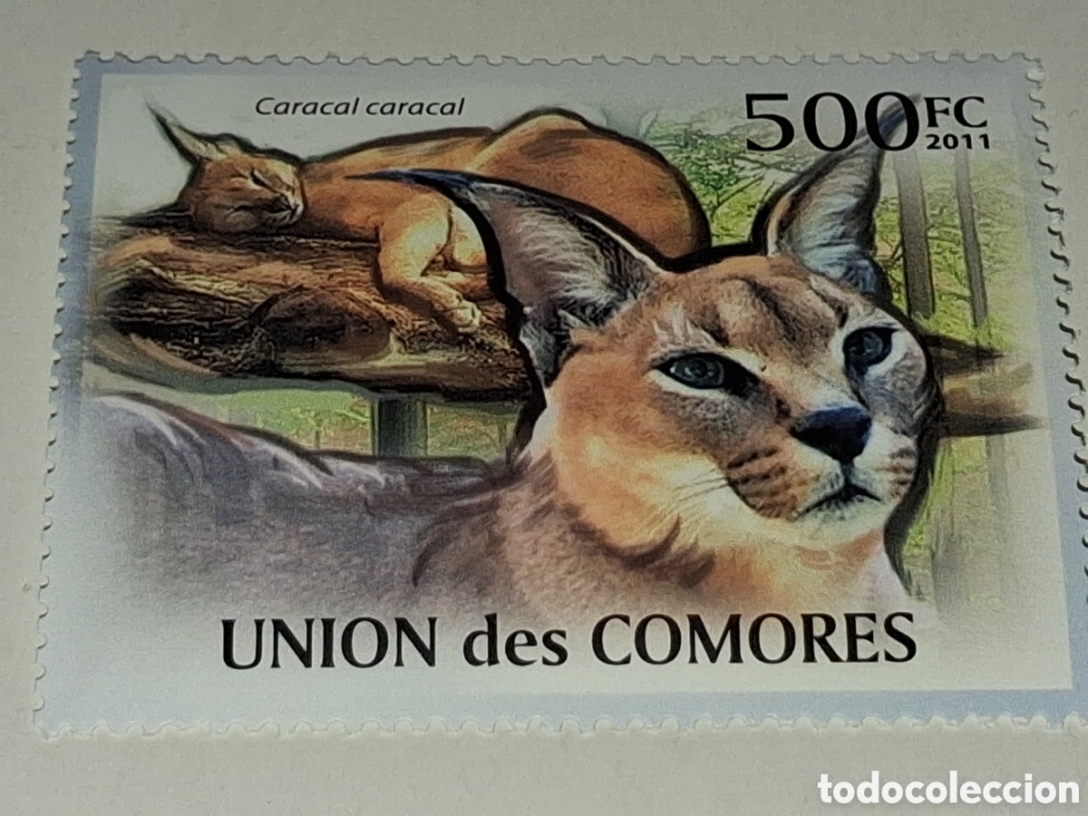 Sellos: Sello Comoras nuevo 2011. Caracal. Gato salvaje. Felinos. Fauna. Animales. Mam&iacute;fero.
