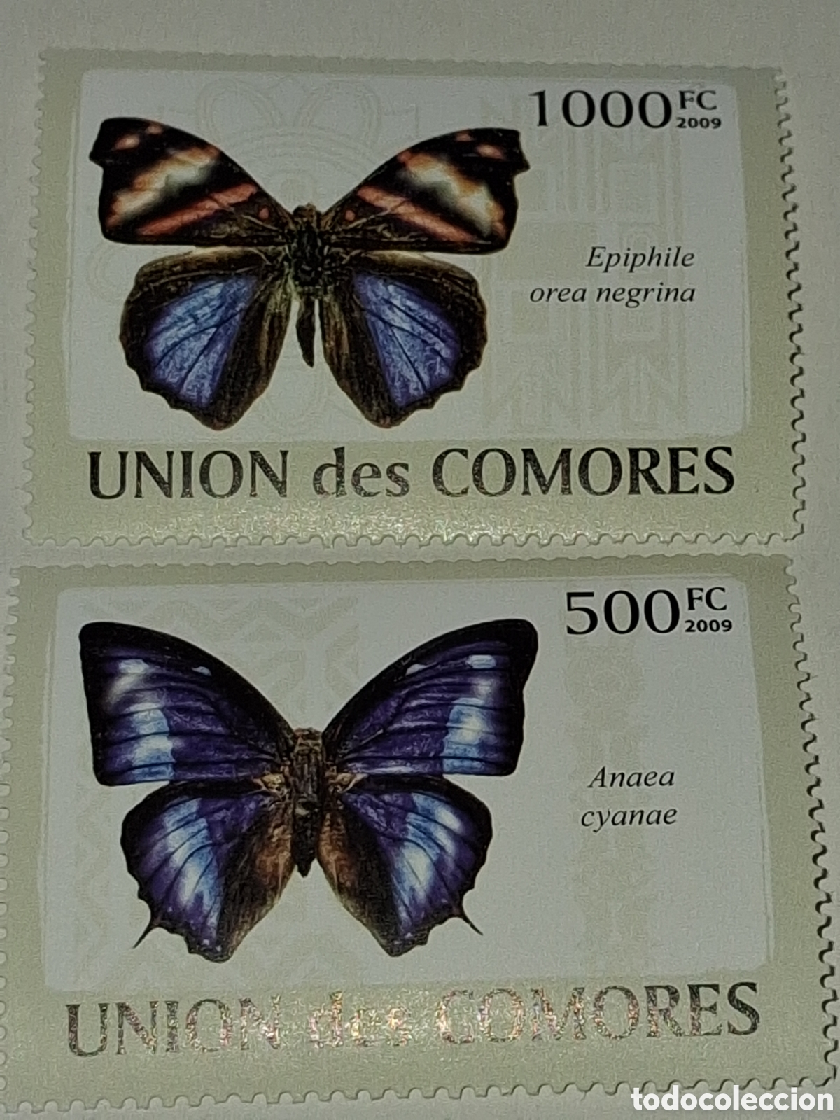 Sellos: Sello Comoras nuevo 2009. Mariposas. Insectos. Polillas. Fauna. Animales. Naturaleza..