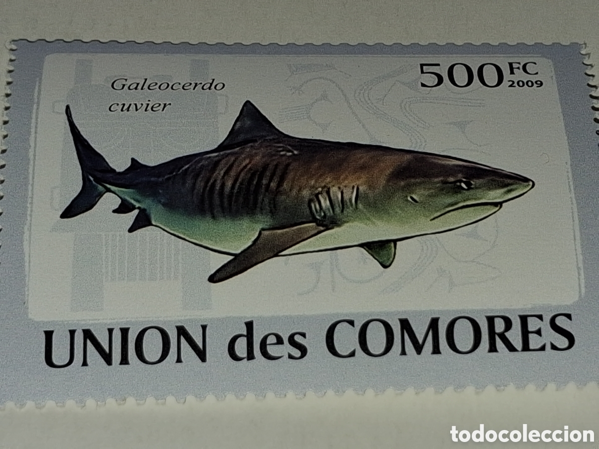 Sellos: Sello Comoras nuevo 2011. Tibur&oacute;n tigre. Pescado. Peces. Fauna, vida marina. Depredador.