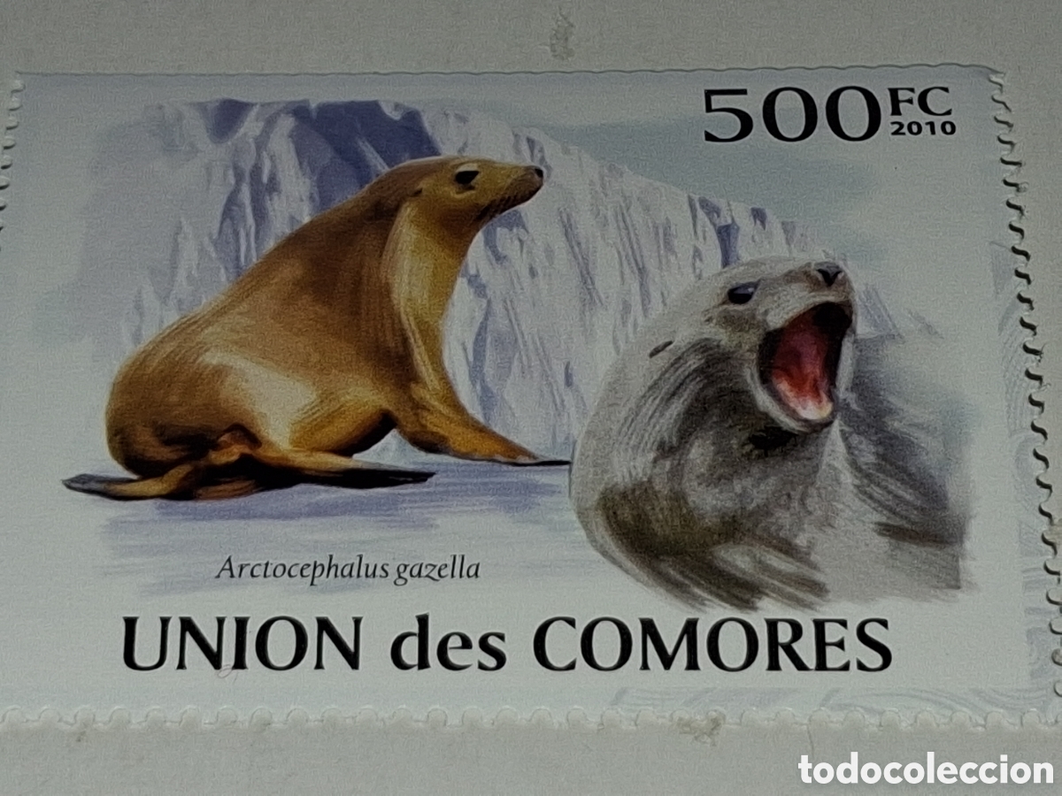 Sellos: Sello Comoras nuevo 2010. Animales. Fauna. Antartica. Polar. Lobo marino. Foca. Mamifero. Morsa.