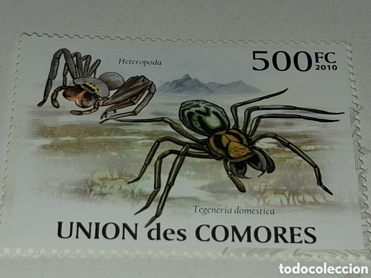Sellos: Sello Comoras nuevo 2010. Ara&ntilde;a cazadora gigante comun. Insectos. Animales salvajes. Fauna. Insecto