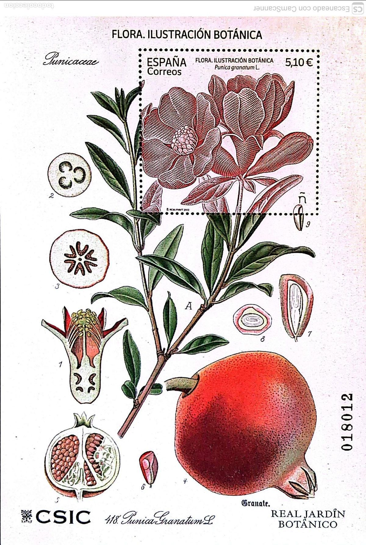 Sellos: Espa&ntilde;a. 5581 HB Flora. Ilustraci&oacute;n bot&aacute;nica Punica granatum L. 2022. Sellos nuevos y numeraci&oacute;n Edif