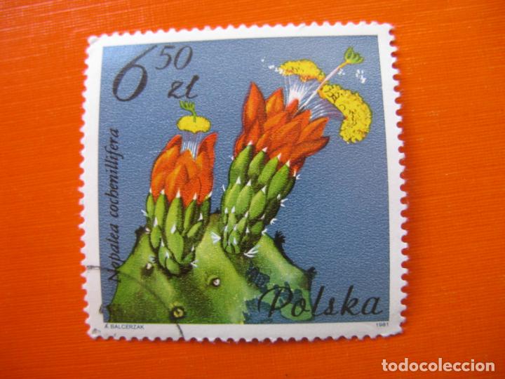 Sellos: -polonia 1981, tema flora, Yvert 2604 - Foto 1
